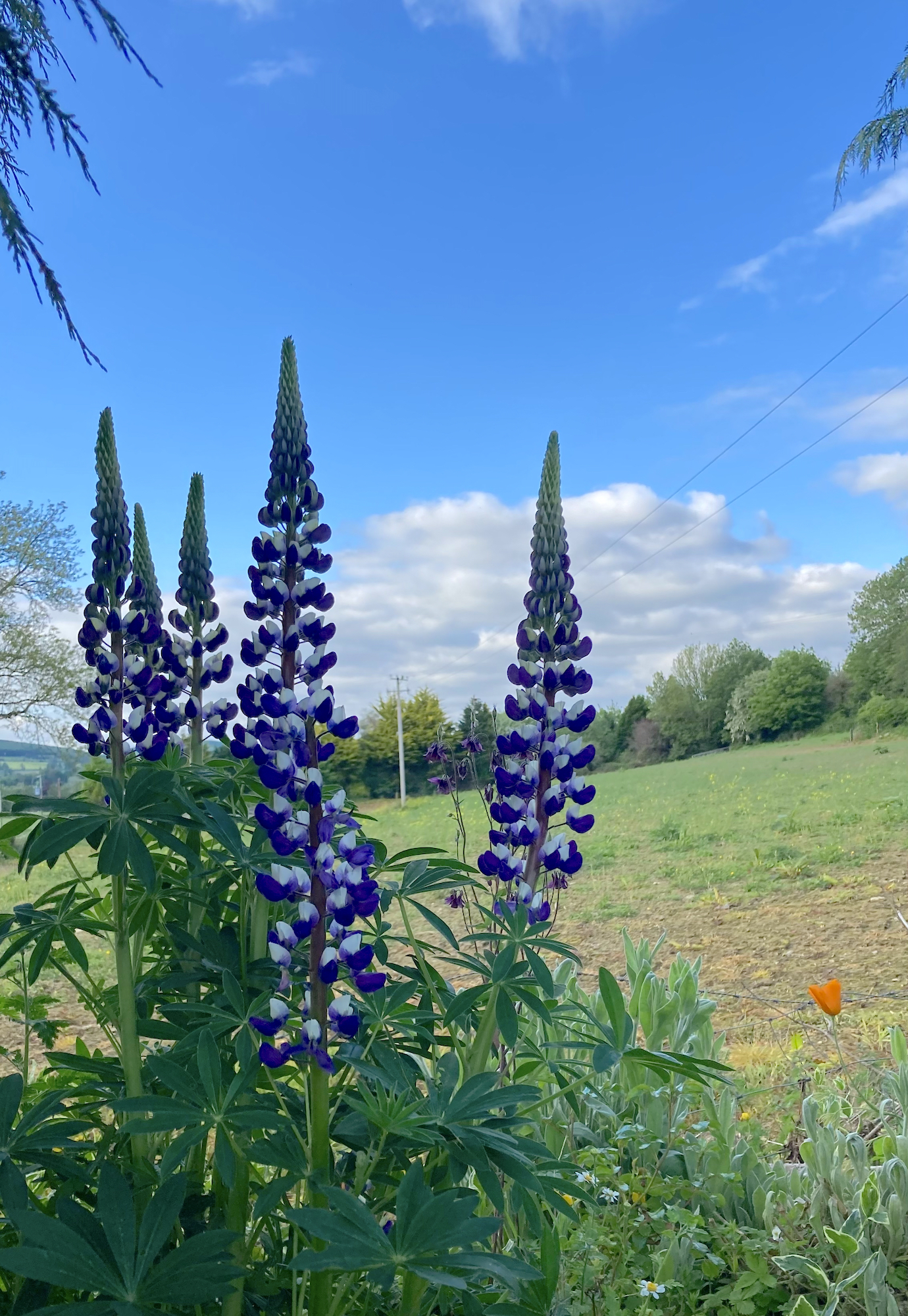 Airbnb Shillelagh Wicklow Cookie FM Nirina-14