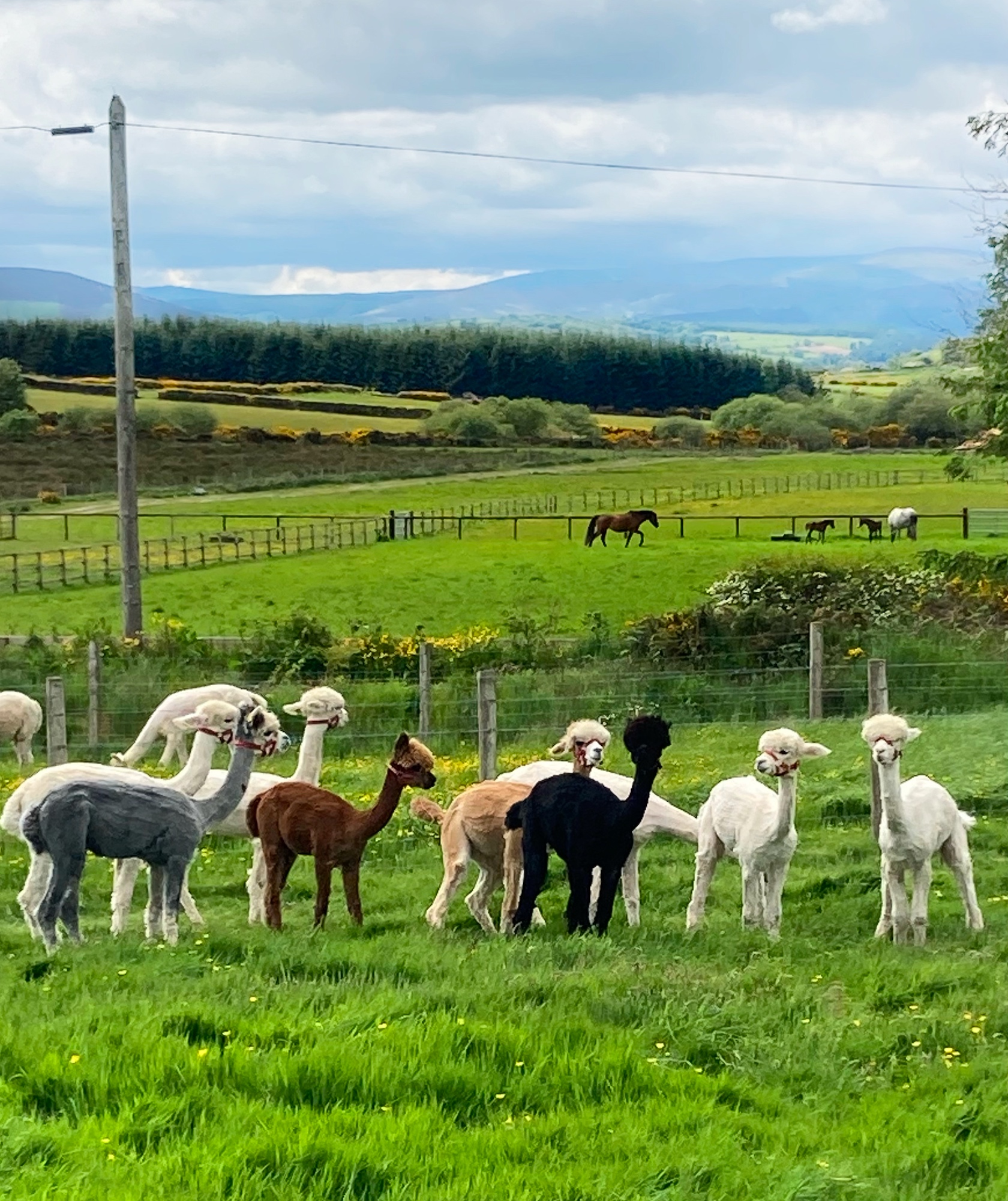 K2 Alpacas Wicklow Cookie FM Nirina-2
