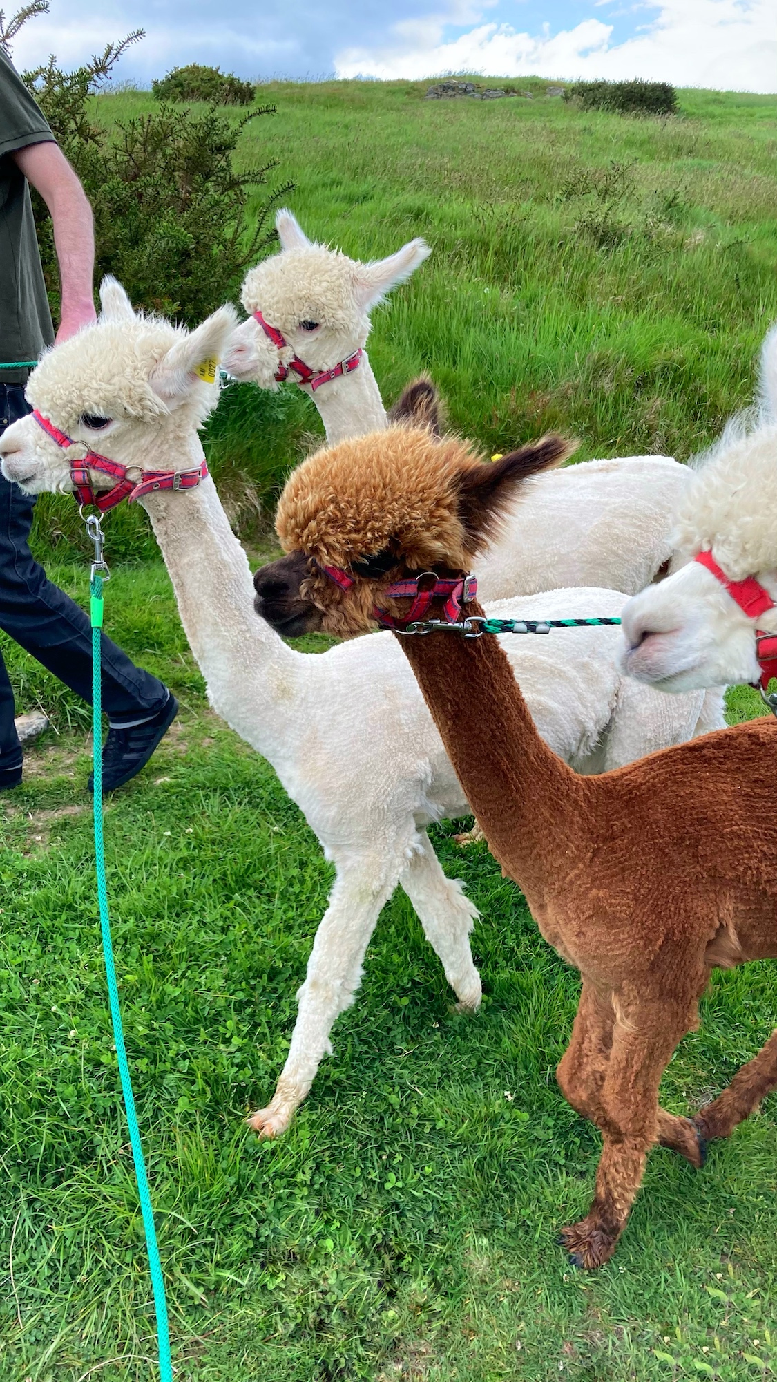 K2 Alpacas Wicklow Cookie FM Nirina-5