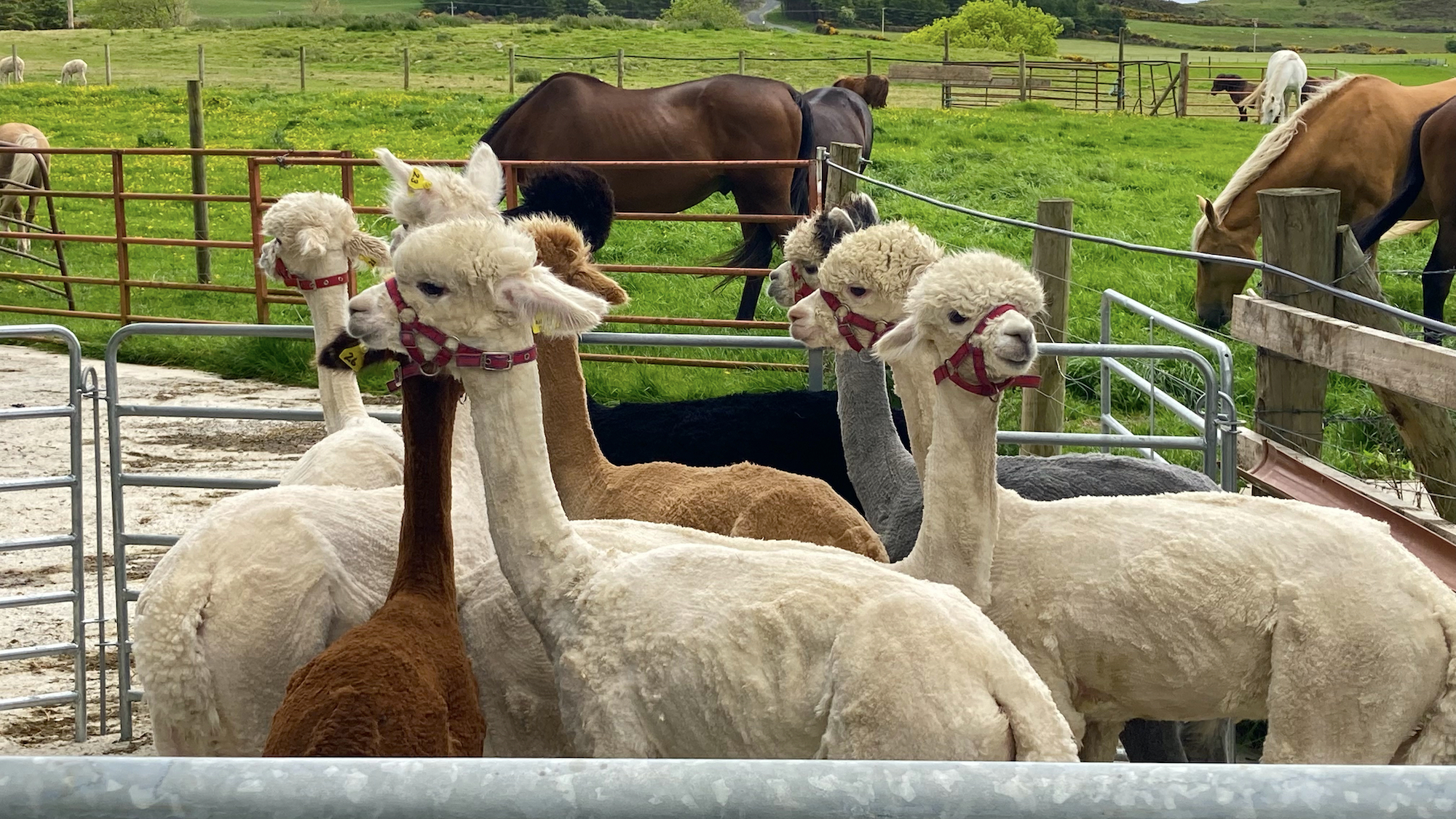 K2 Alpacas Wicklow Cookie FM Nirina-9